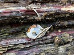 Fomitopsis pinicola