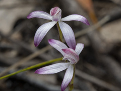 Caladenia clarkiae
