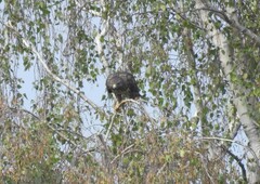 Buteo buteo