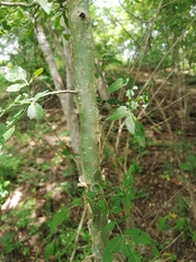Bursera silviae