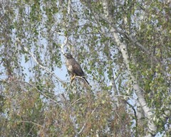 Buteo buteo