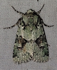 Lacinipolia implicata