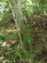 Bursera silviae