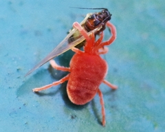 Trombidium holosericeum