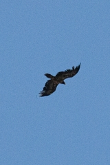 Gypaetus barbatus barbatus