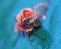 Trombidium holosericeum