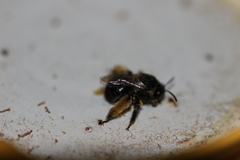 Eucerini