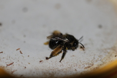Eucerini