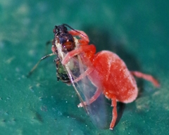 Trombidium holosericeum
