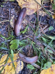 Lumbricus
