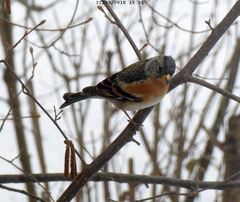 Fringilla montifringilla