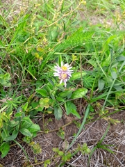 Aster amellus