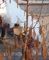 Fringilla montifringilla