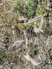 Bouteloua hirsuta
