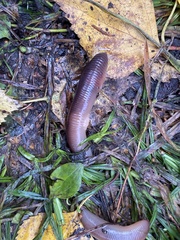 Lumbricus