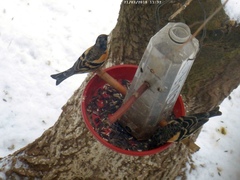 Fringilla montifringilla