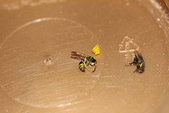 Ancistrocerus