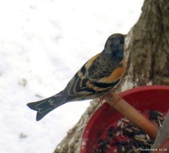 Fringilla montifringilla