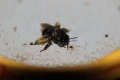 Eucerini