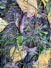 Lumbricus