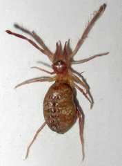 Solifugae