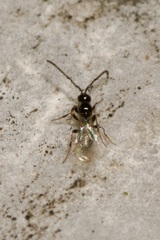 Trichopria