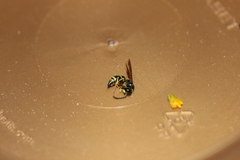 Ancistrocerus