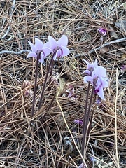 Cyclamen graecum graecum