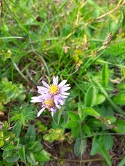 Aster amellus