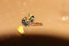 Ancistrocerus