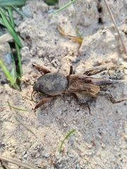 Gryllotalpa gryllotalpa