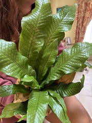 Microsorum musifolium