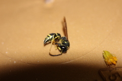 Ancistrocerus