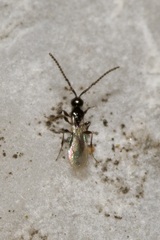 Trichopria