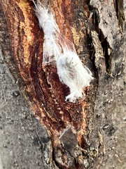 Araneomorphae
