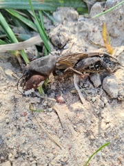 Gryllotalpa gryllotalpa