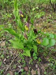 Cypripedium calceolus