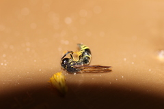 Ancistrocerus