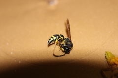 Ancistrocerus