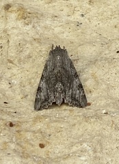 Melipotis jucunda