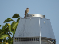 Phoenicurus ochruros