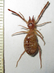 Solifugae