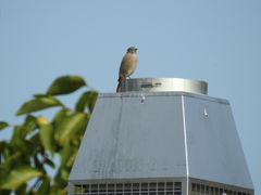 Phoenicurus ochruros