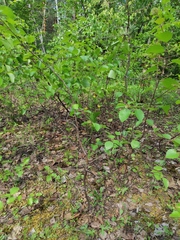 Cypripedium calceolus
