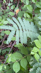 Albizia julibrissin
