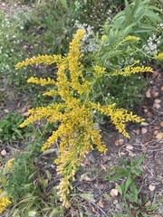 Solidago