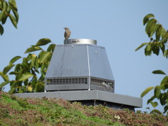 Phoenicurus ochruros