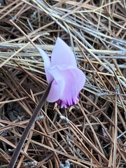 Cyclamen graecum graecum