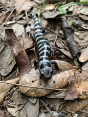 Ambystoma opacum