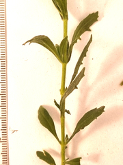 Chaenostoma caeruleum